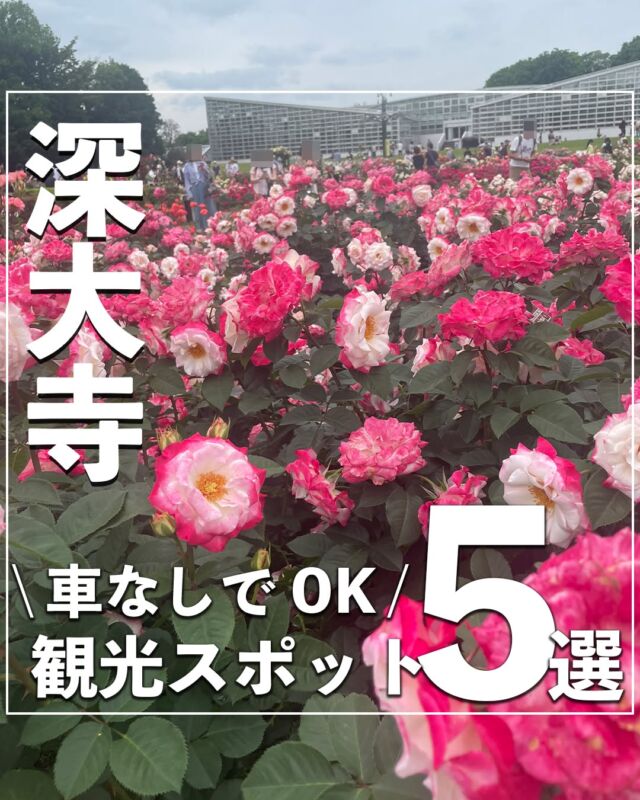 @no_car_gotrip ⇦他の投稿はこちらから⭐️
今回は都内の穴場観光スポット深大寺の観光スポットを紹介します！
ぜひ旅の計画の参考にしてください💡
①深大寺そば（玉乃屋）
📌東京都調布市深大寺元町5-11-3
🍽️とろろそば1100円
⏰営業時間
火・水・木・金
10:00~16:00
土・日・祝日
9:30~16:30
【定休日】月曜日
②深大寺本堂
@jindaiji_temple_official
📌東京都調布市深大寺元町5-15-1
⏰営業時間
9:00~17:00
③神代植物公園
@jindai_botanical_gardens
📌東京都調布市深大寺元町5-31-10
⏰営業時間
9:00~17:00
【定休日】月曜日
💴入園料
一般・大人 500円（団体：400円）
65歳以上 250円（団体：200円）
中学生 200円（団体：160円）　※都内在住・在学の中学生は無料
小学生以下無料
④八起
📌東京都調布市深大寺元町5-13-6
⏰営業時間
月・水・木・金
10:00~15:00
土・日・祝日
10:00~16:00
【定休日】火曜日
🍽️だんご140円
⑤あめや
📌東京都調布市深大寺元町5-15-10
⏰営業時間
10:00~15:00
【定休日】月曜日
🍽️そばパン300円
※情報は公式HPを参考にしております。
営業時間・料金等は変更の場合がございますので、訪れる際はHPでご確認をお願いいたします。
----------------------------------
月1で旅行する旅ブロガーが、
#車なし旅行 のモデルコースや観光スポットを投稿していきます！
旅先で泊まってよかった旅館・ホテルも随時更新中！
投稿を気に入っていただけましたら、ぜひいいね！フォローお待ちしております⭐️
---------------------------------- #深大寺 #深大寺そば #深大寺グルメ #深大寺観光 #東京観光 #東京観光地 #東京観光🗼 #東京観光スポット #東京観光スポット巡り #東京観光穴場 #穴場観光